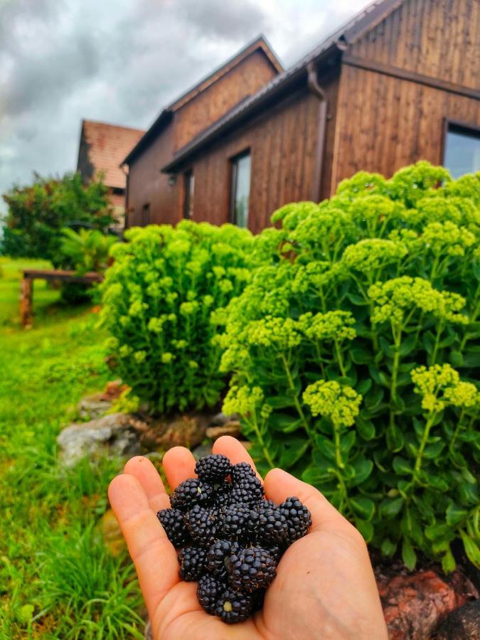 Organicle Lodge Sincraieni Екстер'єр фото